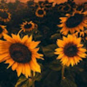 Meet your Posher, Sunflower